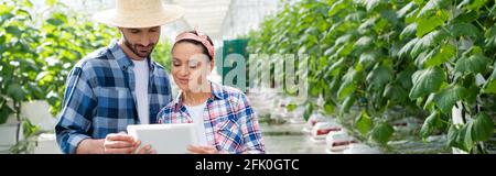 smiling interracial farmers looking at digital tablet in greenhouse, banner Stock Photo