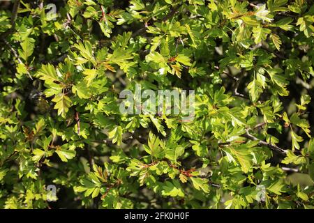 Close up of part of a hawthorn, crategus monogyna, hedge showing the new fresh green leaves just coming out on a sunny spring day. Stock Photo