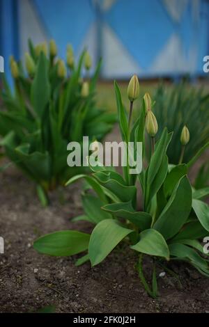 Fresh green tulips with closed young buds grows in spring garden. Blue fence on background Stock Photo