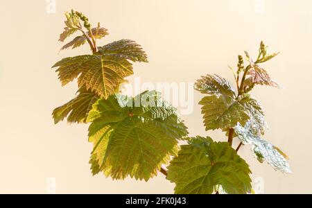 young twigs and leaves of vine with grape sprouts in spring, isolated on beige background. Stock Photo