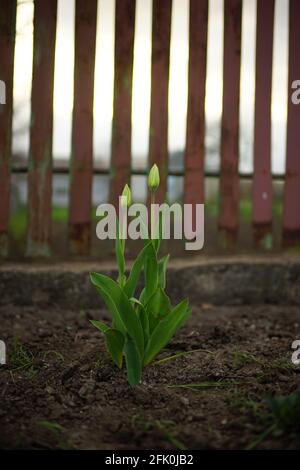 Fresh green tulips with closed young buds grows in spring garden. Brown picket fence on background Stock Photo