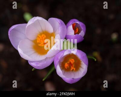 Pastel purple Crocus Sieberi Firefly Macro, taken from above showing yellow centres. Stock Photo