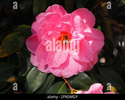 Pink Camellia 'Donation', in early Spring.Beautiful flower on an evergreen shrub. Honey bee visiting the yellow stamens in sunshine. Stock Photo