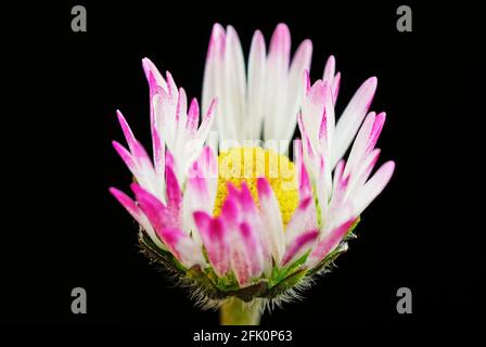 Tiny common daisy flower with beautiful petals in purple white. Isolated on black background. Known medicinal plant. Genus Bellis perennis. Stock Photo