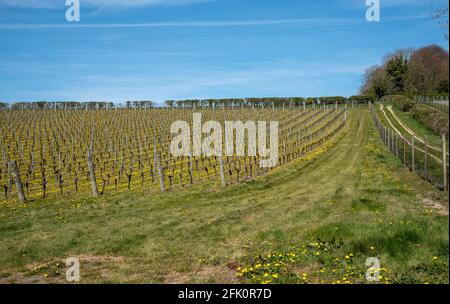 Leckford near Stockbridge, Hampshire, England, UK. 2021.  View of the Leckford estate vineyard in early spring, the vines grown are for sparkling wine Stock Photo