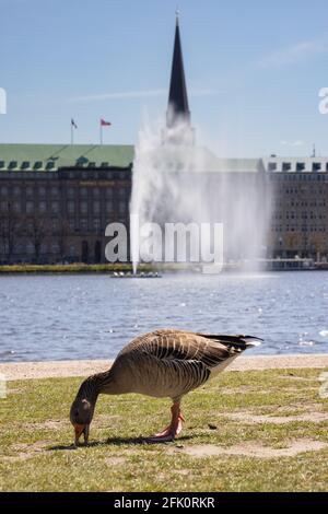 Hamburg, Germany. 27th Apr, 2021. A goose grazes on the banks of the Binnenalster in Hamburg. In the background the Alster fountain shoots up. The fountain was put back into operation after the winter break. New this year is a more effective motor for the pumps, which thus work more energy-efficiently. Credit: Ulrich Perrey/dpa/Alamy Live News Stock Photo
