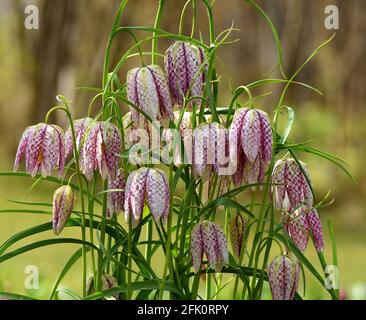 A clump of Snake's Head Fritillary in flower. Stock Photo