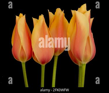 Beautiful peach tulip flowers against a dark background Stock Photo