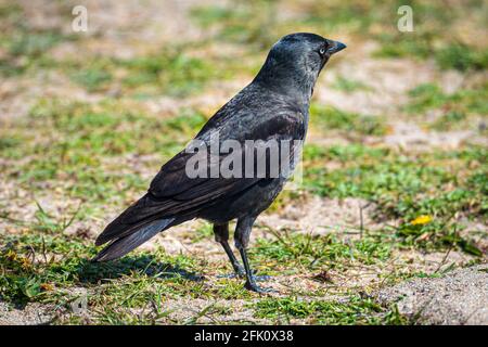 The western jackdaw, also known as the Eurasian jackdaw, the European jackdaw, or simply the jackdaw. Stock Photo