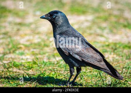 The western jackdaw, also known as the Eurasian jackdaw, the European jackdaw, or simply the jackdaw. Stock Photo