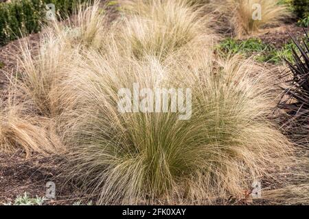 Close up of  ornamental grasses growing in an English garden border in April, England, UK Stock Photo