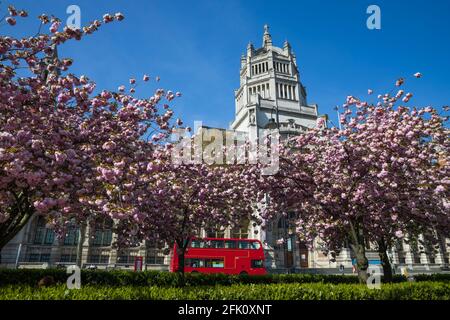 Pink blossom trees in front of the Victoria and Albert Museum, Cromwell Road, South Kensington, London, United Kingdom, Europe
