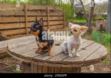 Two dogs are standing on garden table. Two chihuahuas puppy and adult dog for a walk in the garden. Stock Photo