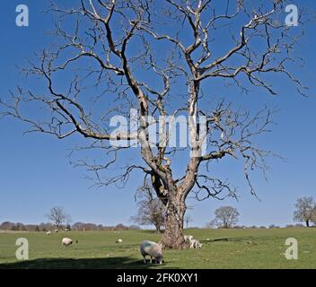 Spring lambs in a field with a dead tree Stock Photo