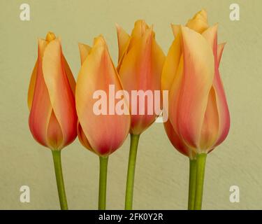 Beautiful peach tulip flowers against a plain background Stock Photo