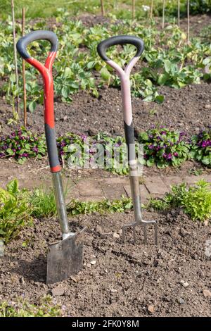 Close up of a Garden fork and spade standing in the soil of an allotment garden in Wiltshire, England, UK Stock Photo