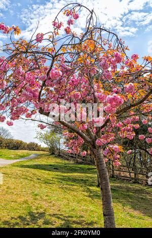Cheery tree blossoms at Bournemouth, Dorset UK on a warm sunny Spring day in April Stock Photo