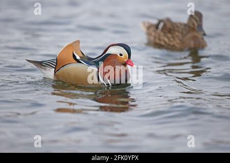 Mandarin Duck (Aix galericulata) Stock Photo