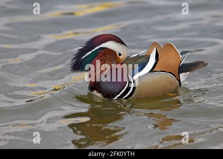 Mandarin Duck (Aix galericulata) Stock Photo