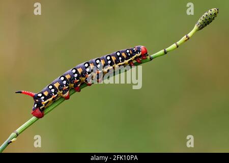 Caterpillar of spurge hawk moth at dusk, close up. On the stem of a meadow plant. Blurred light green background. Genus species Hyles euphorbiae. Stock Photo