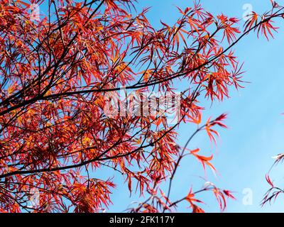Beautiful red Japanese maple leaves against a blue sky Stock Photo