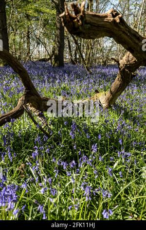 Beautiful bluebells in Frith Copse near Swindon in Wiltshire Stock Photo