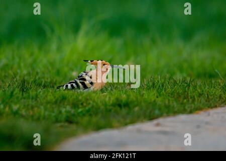 The eurasian hoopoe bird on a meadow Stock Photo