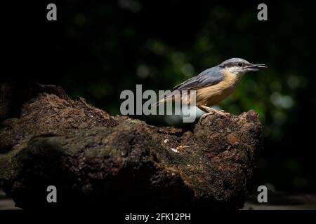 A Nuthatch sits on a log in Stover Country Park Devon Stock Photo