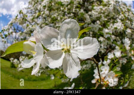 White flowers cover a tree in Knightshayes National Trust Garden Stock Photo