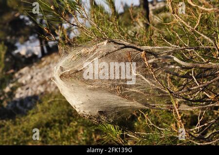 Processionary caterpillar's net on pine tree Stock Photo