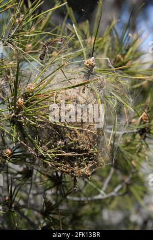 Processionary caterpillar's net on pine tree Stock Photo