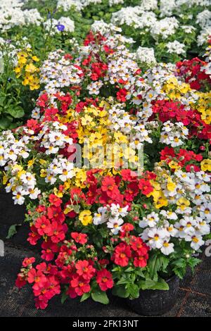 Blooming elven mirror, Sunsatia, in the nursery Stock Photo