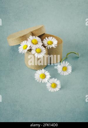 Daisies in a heart shaped cardboard box Stock Photo