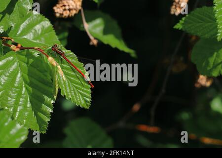 Red Dragonfly on Leaf Stock Photo