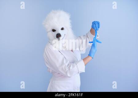 Young woman in a latex dog head mask and white coat taking off gloves on a blue background. Doctor medical veterinary concepts. Stock Photo