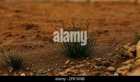 Small garden with buds in sandy soil Stock Photo