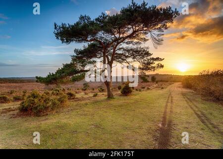 Beautiful sunset over a lone Pine tree at Bratley View in the New Forest National Park in Hampshire Stock Photo