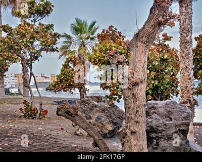 Lava sand beach section in the north of Tenerife, the 'Playa Jardin' in Puerto de la Cruz. View through leafy trees and palm trees towards the fishing Stock Photo