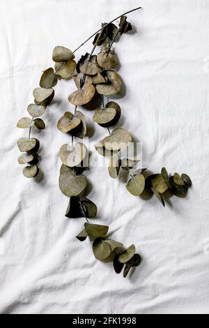 Eucalyptus branches round leaves over white cotton textile background. Flat lay, copy space Stock Photo