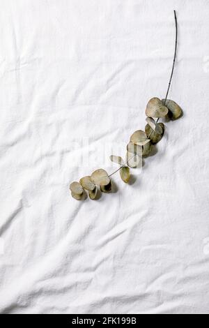 Eucalyptus branch round leaves over white cotton textile background. Flat lay, copy space Stock Photo