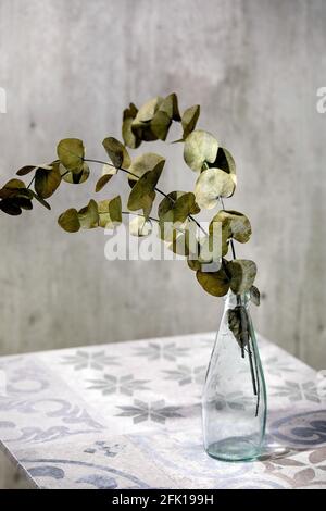 Eucalyptus branches round leaves in glass bottle standing on ornate ceramic table. Sunlight, shadows. Stock Photo
