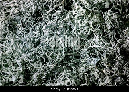 Blue dry moss nature abstract background macro copy space Stock Photo