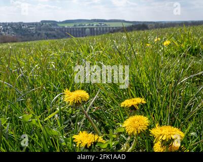 Meadow in the Vogtland in spring with dandelions Stock Photo
