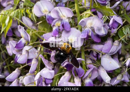 Carpenter bee (Xylocopa appendiculata) sucking Wisteria floribunda, Isehara City, Kanagawa Prefecture, Japan Stock Photo