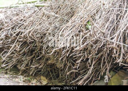 Dead wood is collected in piles. Small branches of trees are gathered in bunches and stacked on top of each other. Stock Photo