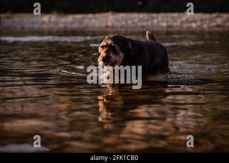 Dog wades through river on summer evening in France Stock Photo