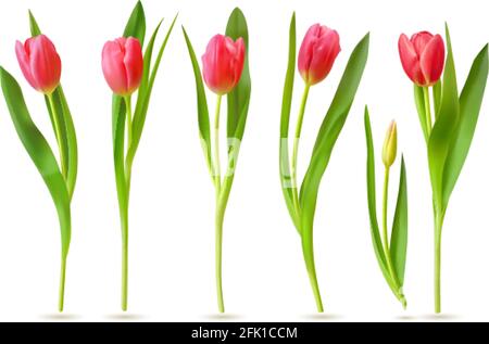 Realistic tulip. Pink red buds tulips, spring flowers bouquet, colorful floral elements for greeting card, brochure, banner vector 3d set Stock Vector