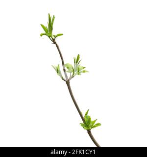 Green branch of an ash tree with budding young leaves isolated on a white background. Stock Photo