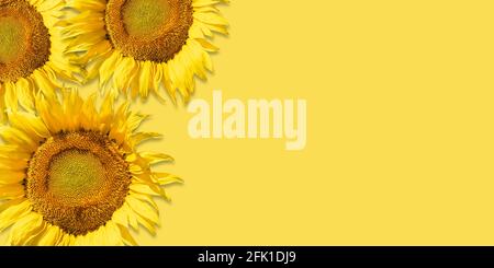 Common sunflower, Helianthus Annuus. Top view of bright sun flowers on yellow summer background. Stock Photo
