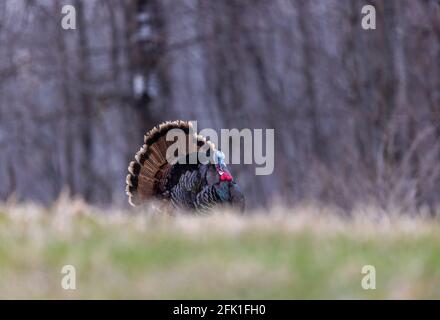 A jake wild turkey strutting in northern Wisconsin.